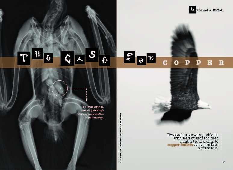 image of a radiograph showing lead inside a bald eagle.