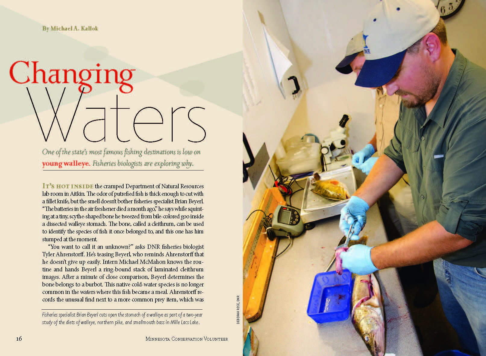 image of a fisheries researcher cutting open a walleye.